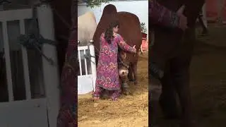 D Cattle Farm ka biggest laat nukra bull 2023 #viralvideos #viraltiktok