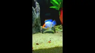 4K Electric Blue Balloon Ram #shorts #ram #fishlover #electricblueram #aquarium #youtubeshorts