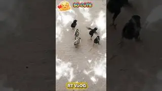 Cute Baby Cock 🐥 | Viral Animal Shorts #shorts #cutecock#viralvideo #shortvideos