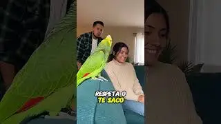 Este loro defendi&oacute; a la mujer y HUMILL&Oacute; al t&oacute;xico 🦜👑🔥