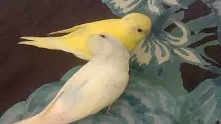 Lotino & Caremeno Chicks 💛🤍