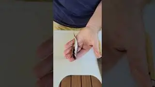 How to Clean a Sardine