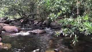 Relaxing Stream Flow in Beautiful Natural Scenery