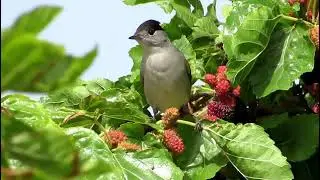 Beautiful Eurasian Blackcap Bird Song - Sylvia atricapilla 🦜🐣🦅