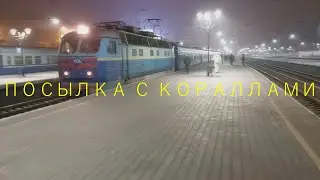 vlog# twocrabs.studio | посылка с кораллами