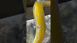 Anaconda is not the Longest snake!