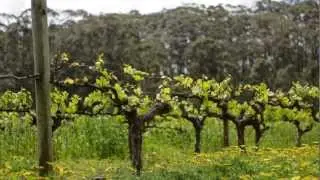 Leeuwin Estate, Margaret River, Western Australia