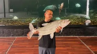 RIP GOLIATH TIGERFISH