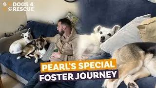 Pearl's special foster journey | Dogs 4 Rescue
