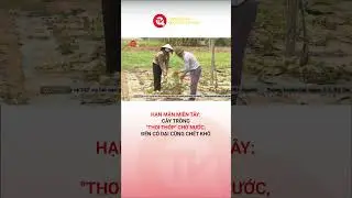 Hạn mặn miền T&acirc;y: C&acirc;y trồng 