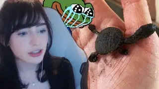 my mum found a lidl bb turtle that looks like poop...