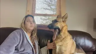 Sunday Morning Chat With Summer the German Shepherd Dog (Let's Fill Up The Comments)