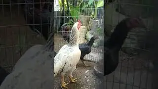 PETTAMARU
