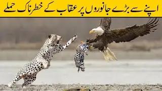 The Most Insane Attacks of Eagle | The King of The Sky | Urdu/Hindi