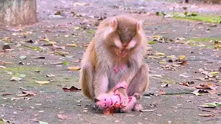 Oh&hellip; a newborn baby monkey, not even a day old, and Mom is already gently teaching her.