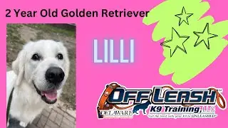 2 Year old Golden Retriever (Lilli) | Best Delaware Dog Trainers | Off Leash K9 Training Delaware