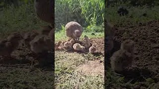 Partridge babies first time feeding #birds #wildlife