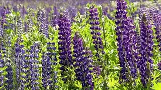 Lavender Lupine Stock Video