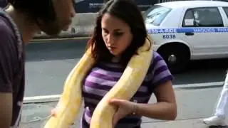 Anadolu Agency - Boa snake on New York's streets