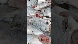 fish cleaning | telapia fish 🐟 #shorts #youtubeshorts #fish #telapiafish #fishing #trending #viral