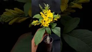 How To Propagation Tecoma Plant from Cutting In Garlic