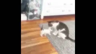David versus Goliath CATapult 😅