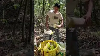 Harvest Bamboo like a Pro  #craftsmanship   #farming  #vegetables  #villagelife listen this sound