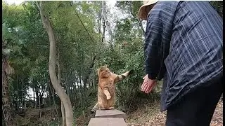 娘猫と遊んでいると他所の家の猫が・・・