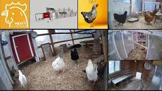 Meaty Cluckers Live Streaming Animal Camera | Watch the girls cluck live on cam 24/7