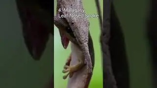 Top 5 Big-Nosed Animals #shorts