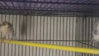 Canary breeding information/good Canary or bad Canary symptoms ( Hindi / Urdu)
