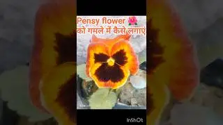Pensy flower _ Repotting #flowers #pensy #red #white #winterseason
