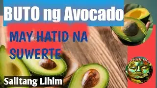 BUTO ng Avocado Swerte sa sugal at negosyo | Pampasuwerte