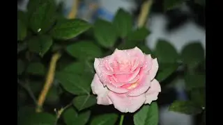 Kh&iacute; C&ocirc;ng Thường Ng&agrave;y D223