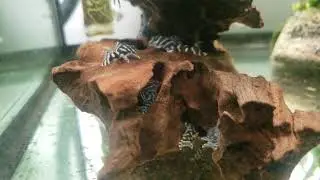 l333 or l066 ? king tiger growouts