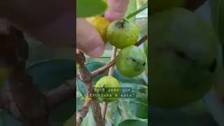 O ara&ccedil;a lembra o sabor da goiaba, j&aacute; provou?