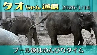 タオちゃん通信 2026/1/16 プール後はのんびりタイム 冷気でリフレッシュ？