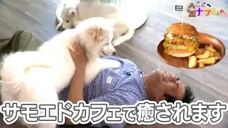 いま話題のサモエドカフェ　奈良にオープン！【笑福亭鉄瓶のここナラええやん】