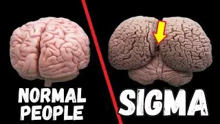 The Reason Why Sigma Males Are Extremely Intelligent