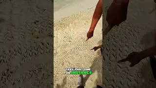 Crab's Hilarious Beach Drama: Shells, Fears, and Ocean Shenanigans!