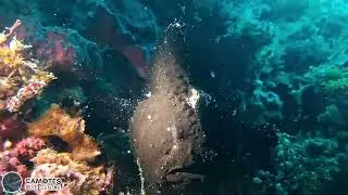 The Incredible Frogfish: Camouflage Expert of the Ocean