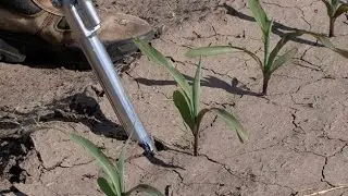 Nematodes in Corn - Tamra Jackson-Ziems - June 10, 2016