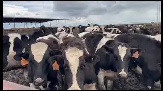 Curtimade HolHfr975