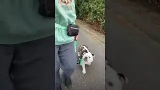 Hands-Free Dog Leash with Pouch for Comfortable Walks #handsfree