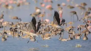 Flamingo Bird Sound | Noise | Call #birdcall