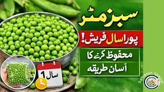 How to Store Green Peas for 1 Year |Matar Freeze Karne Ka Aasan Tarika | Homemade Frozen Peas