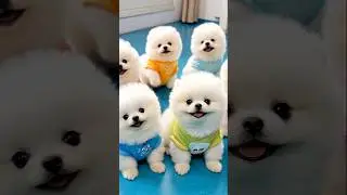 Cute teacup dog puppies😍 #cute #baby #cutebaby #barkingbliss #babyanimals #toys #pets #babydogs #dog