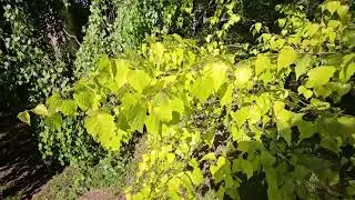 Betula pendula 'Golden Cloud' bř&iacute;za bělokor&aacute;