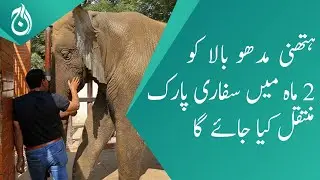 Elephant 