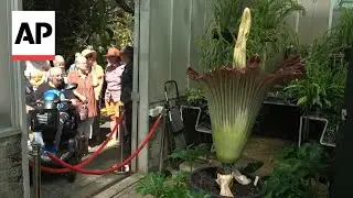 Visitors flock to third blooming of rare stinky corpse flower